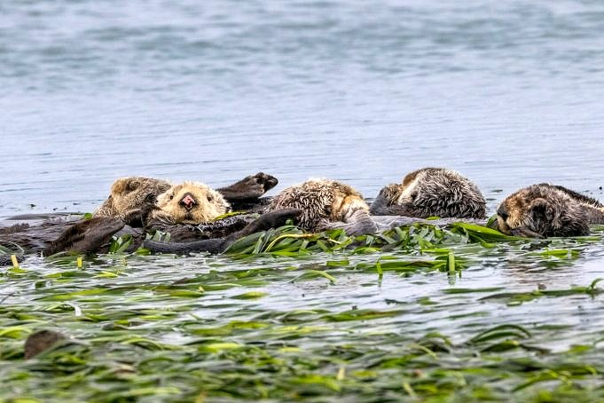 SEA OTTER JOURNALS MARCH 21 DAY 1